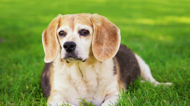 11 Cutest Dog Sweaters to Keep Canines Cozy This Winter