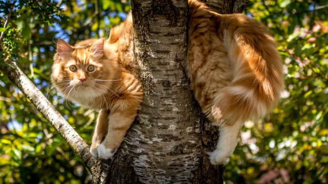 Cat Tree Mansion at Costco Will Have Felines Going Wild