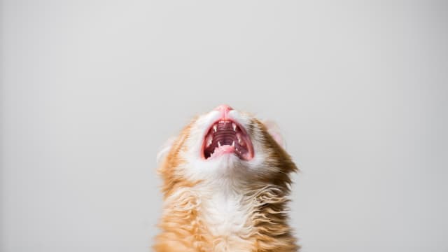 Cat screaming scratching post cheap