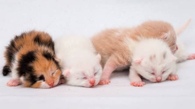 Walmart kittens online