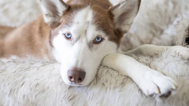 Husky s Bold Protest Over New Dog Bed Is Cracking Everybody Up PetHelpful