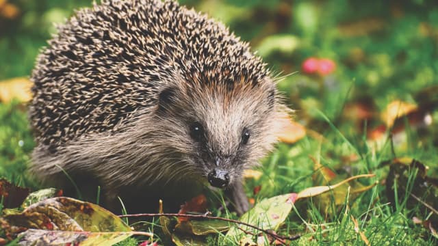 Video of Hedgehogs Walking Around in Tiny Flip Flops Has People Obsessed PetHelpful News