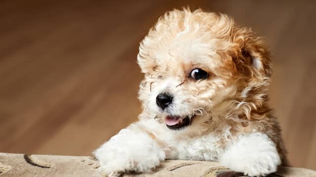 Puppy s Pure Joy Over Dad Coming Home Is the Definition of Sweetness PetHelpful