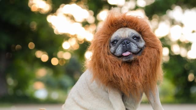 Pugs with costumes on sale