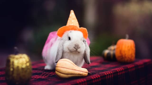 Bunny Trying on Halloween Costumes Is Making Everybody Smile