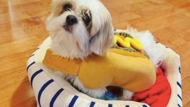 Shih tzu sale dressed up