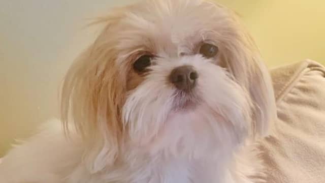 Shih tzu playpen online