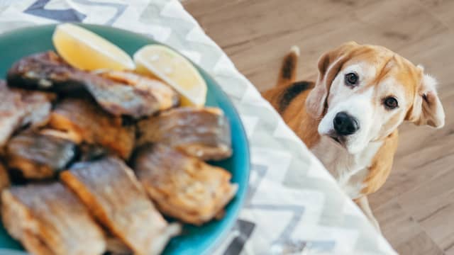 Dad Tries Making Lasagna With His Beagles and Total Chaos Ensues PetHelpful