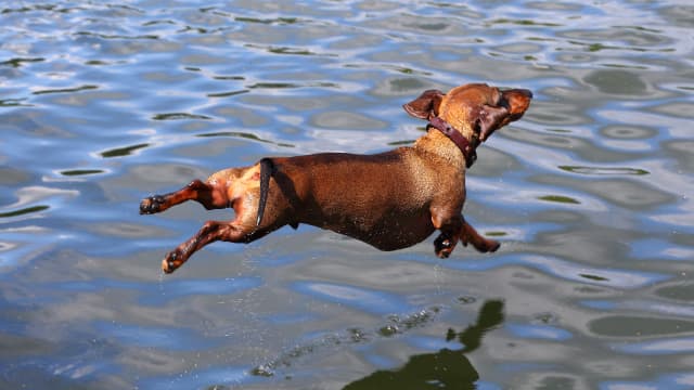 Sausage dog tail cheap