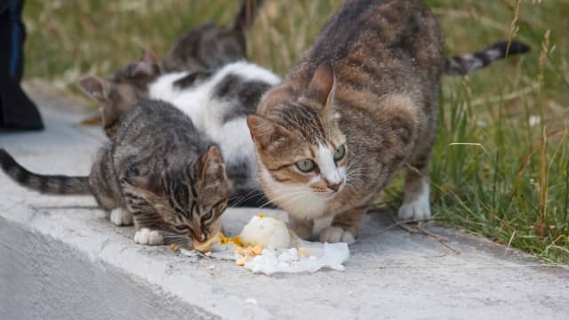 Stray Black Kitten Has Plenty To Say to Rescuers While He Eats His First Meal PetHelpful