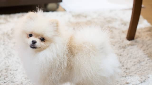 Senior hotsell pomeranian rescue