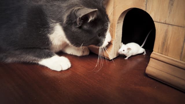 Cat and Golden Retriever Are Outsmarted by Kitchen Mouse at Every Turn PetHelpful News