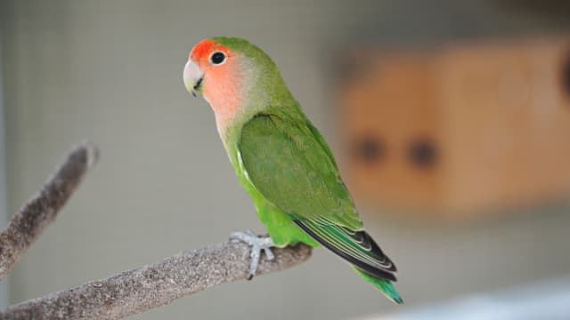 Craigslist birds store