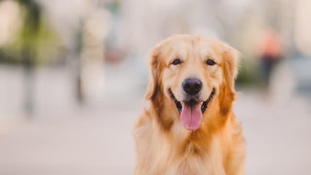 Smiling retriever hot sale