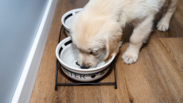 Dog playing cheap in water bowl