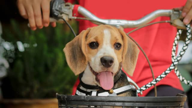 Must Have Holiday Dog Baskets Just Hit Costco Shelves PetHelpful
