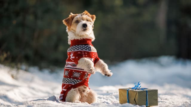 Warm sweaters for dogs 2025