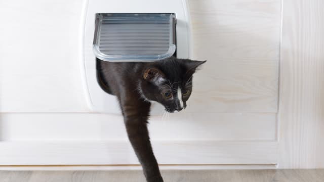 Teaching cat to use cat door best sale