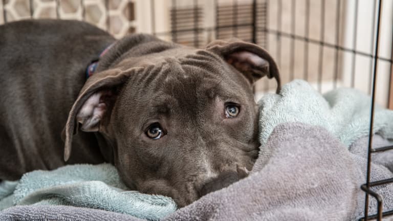 Dog keeps getting out of kennel new arrivals