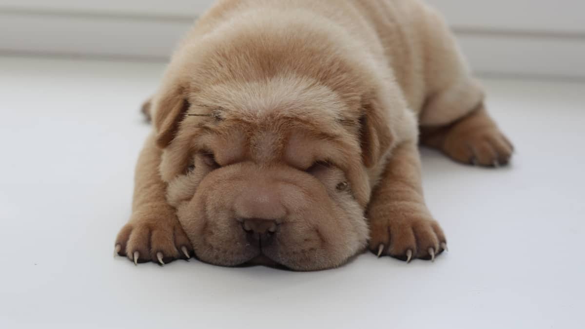 Bear coat deals shar pei puppy