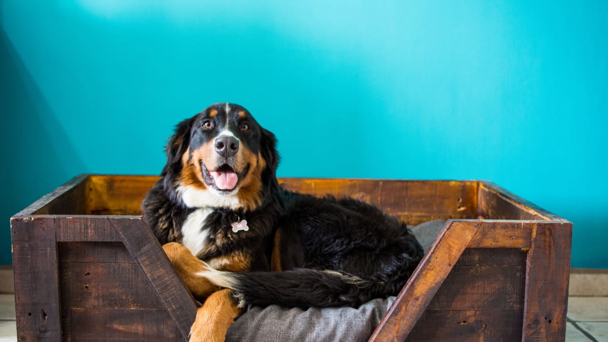 Flonase commercial bernese mountain dog hotsell