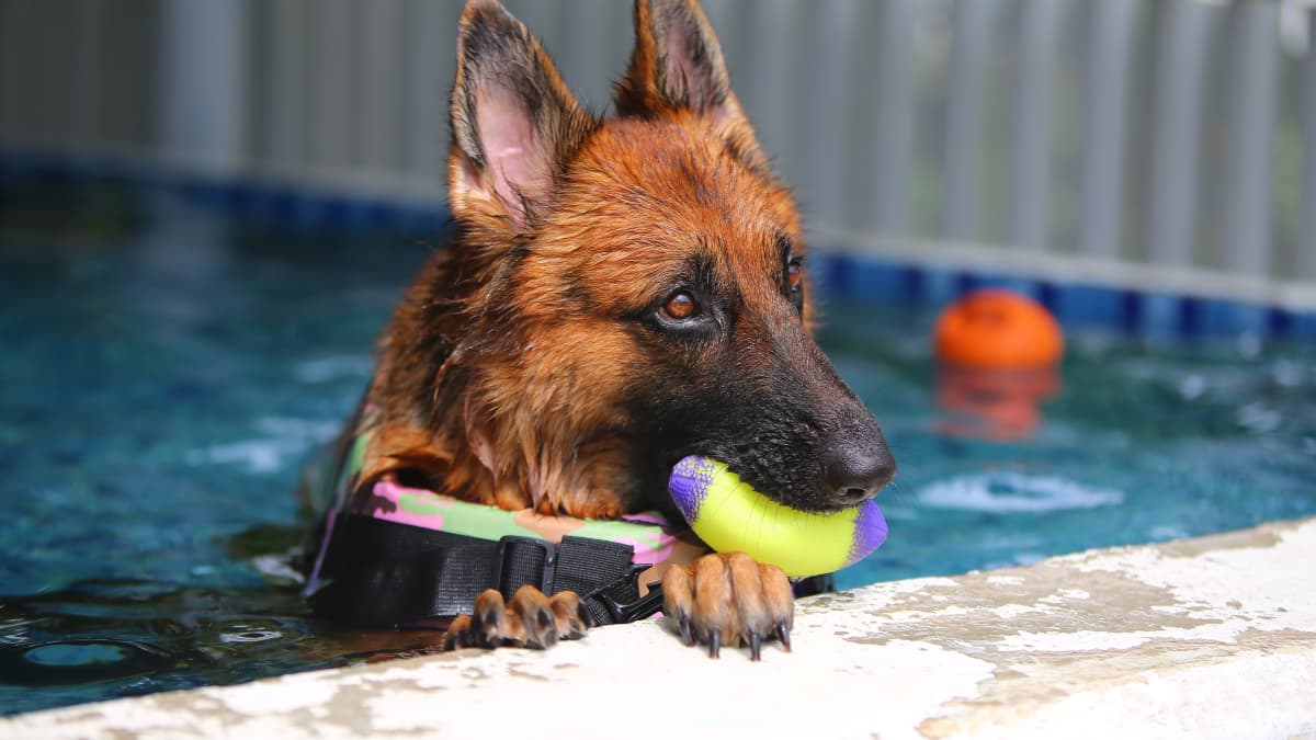 German shepherd sales protecting little girl