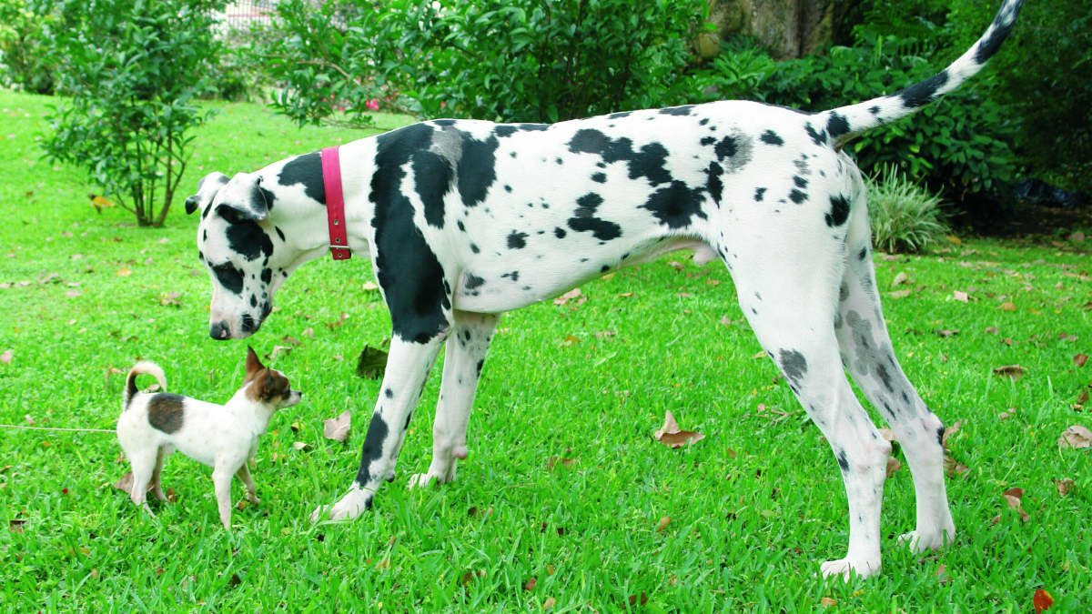 Great dane and chihuahua top