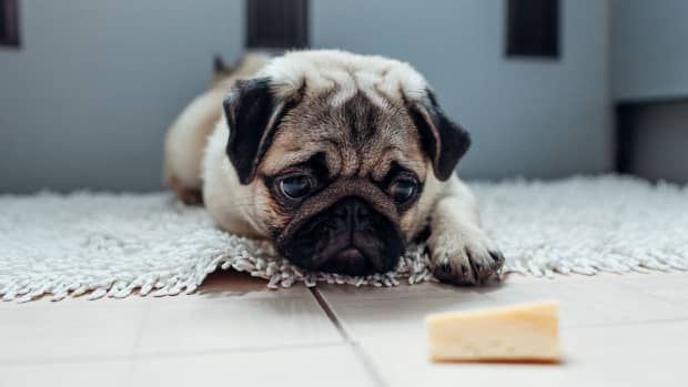 Pug christmas leggings 2025