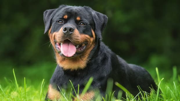 Rottweilers Outpouring of Love for Human Baby Sibling Is Going