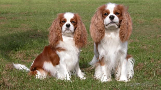 Cavalier King Charles Spaniel Mom Shares Tricks for Cleaning and Preventing Tear Stains PetHelpful