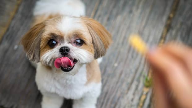 Peanut butter 2025 for shih tzu
