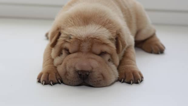 Shar Pei s Irresistible Snores Are Enough to Make Anyone Smile
