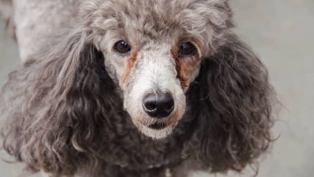 Two Senior Poodles Surrendered to Florida Rescue Are Breaking