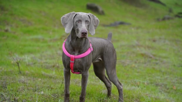 People Are Obsessed With a Weimaraner Puppy Who Won t Stop
