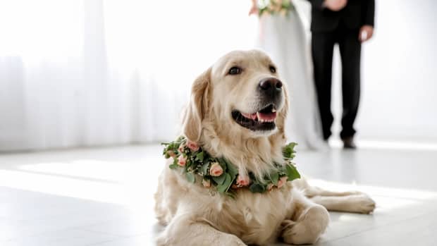 Golden retriever cheap wedding outfit