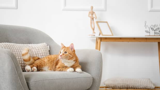 Cat home decor best sale