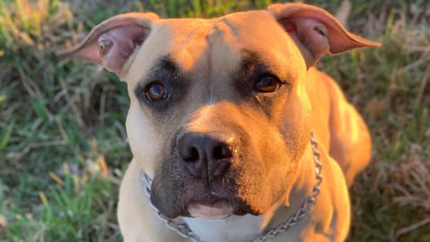 Pit bull shop rescue central florida