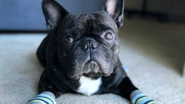 French best sale bulldog crocs