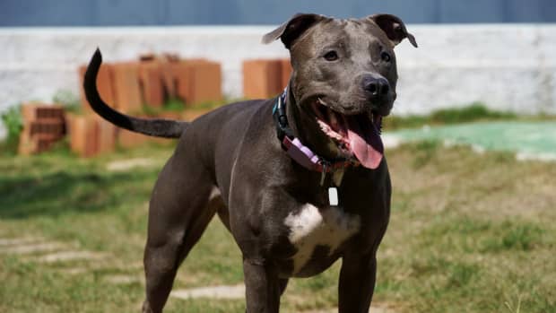 Costco dog clearance training collar