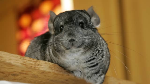 Tiny chinchilla store