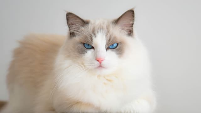 Tough Looking Manx Cat s Face Doesn t Match His Tiny Meow PetHelpful