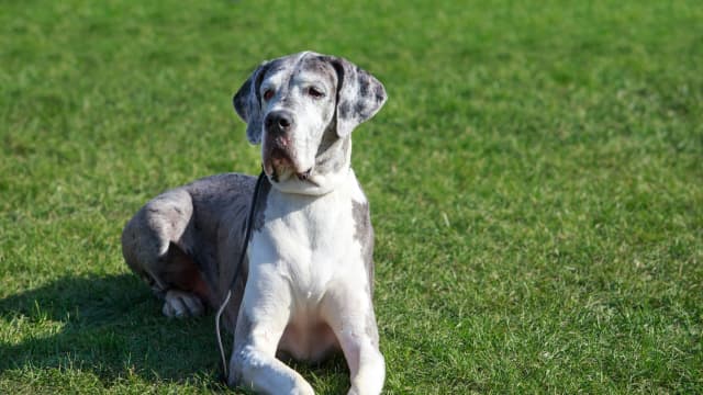 Best great dane costumes hot sale