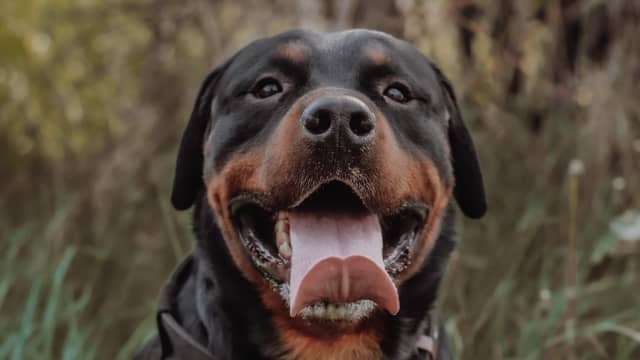 New rottweiler shop