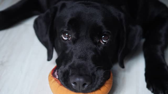 Black Labrador Obsessed With Food Hangs on Dad s Every Word Hoping for Dinner PetHelpful News