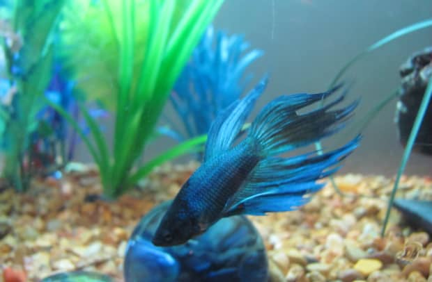 Oldest betta fish discount