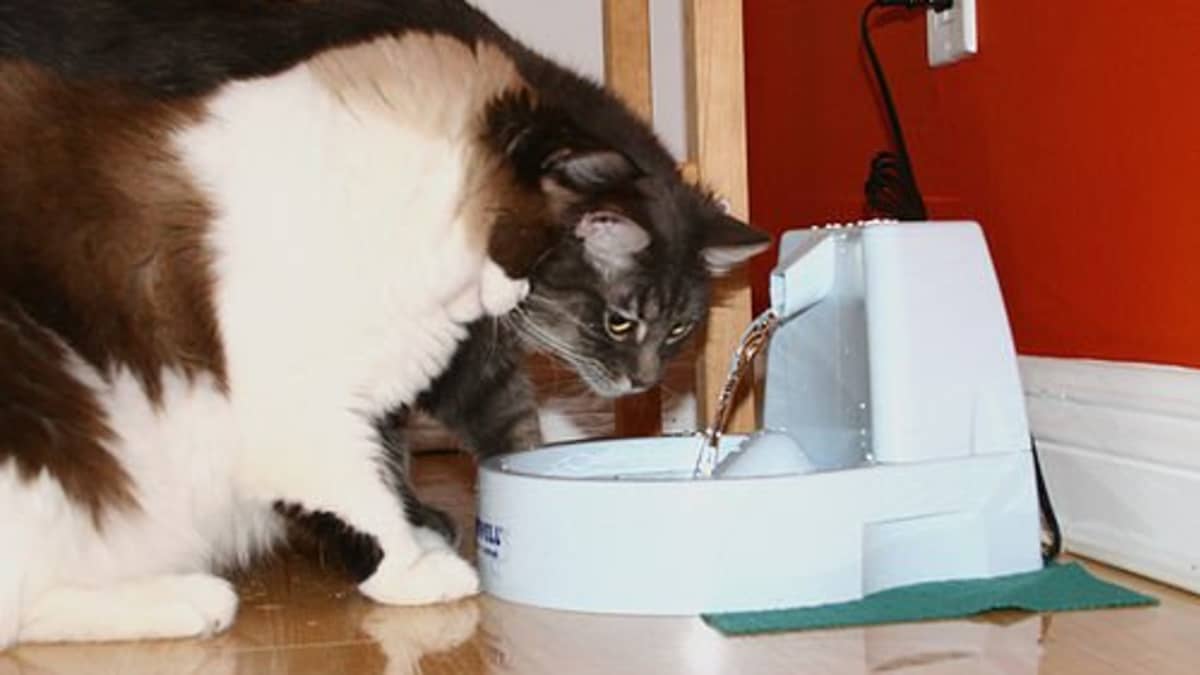 How to Choose the Best Cat Water Fountain or Bubbler PetHelpful