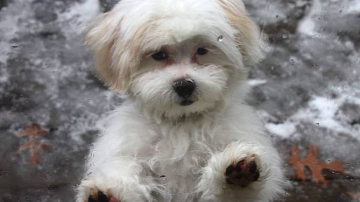 Shih Poo Puppy Grooming How to Care for Your Poodle Mix Puppy s Fur PetHelpful