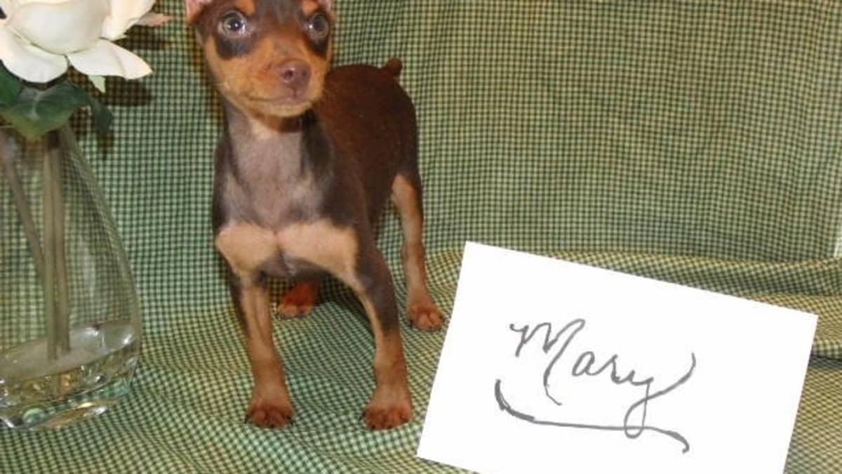 Teacup miniature pinscher for sale online