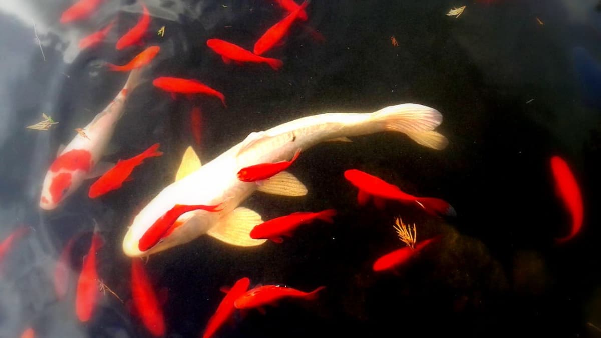 Koi Carp The Most Expensive Koi Fish Ever Sold PetHelpful