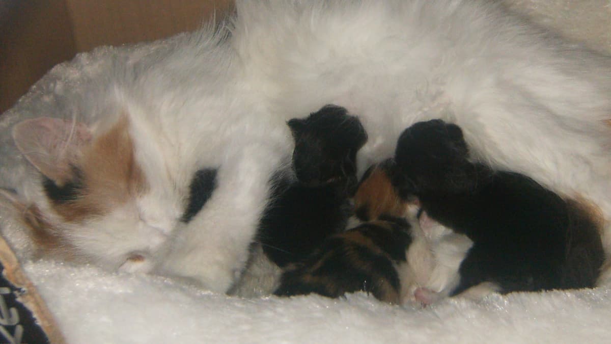 Newborn Kitten Development Timeline What You Need to Know PetHelpful